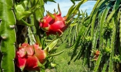 Fruit and vegetable export boom: Binh Thuan dragon fruit protected by the EU